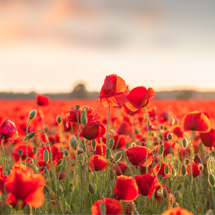 Graumohn ganz bio