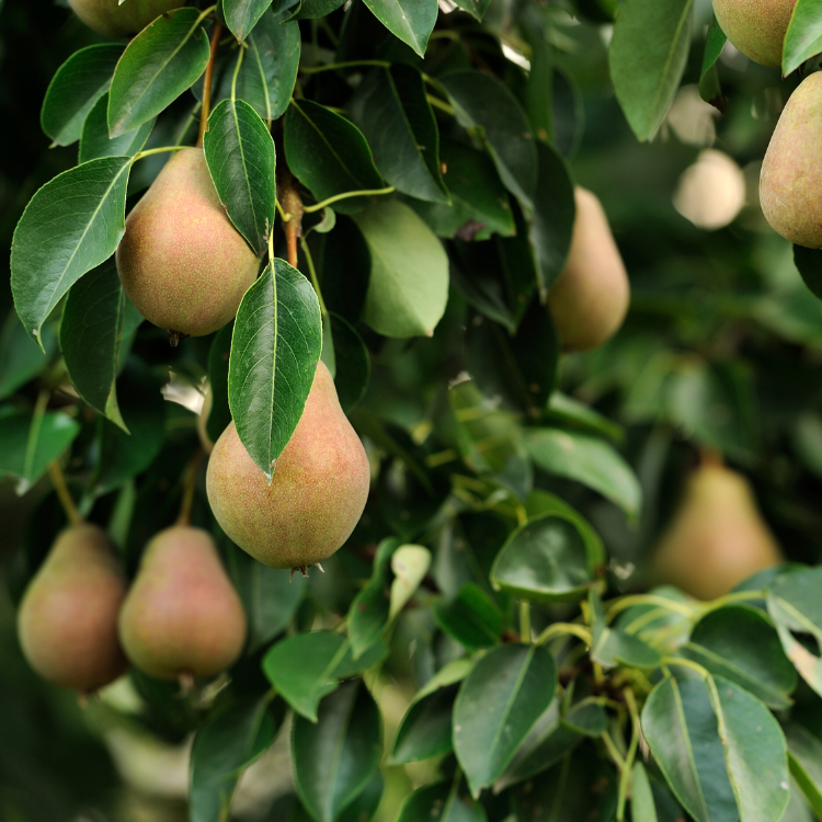 Fruchtnektar aus Williamsbirnen