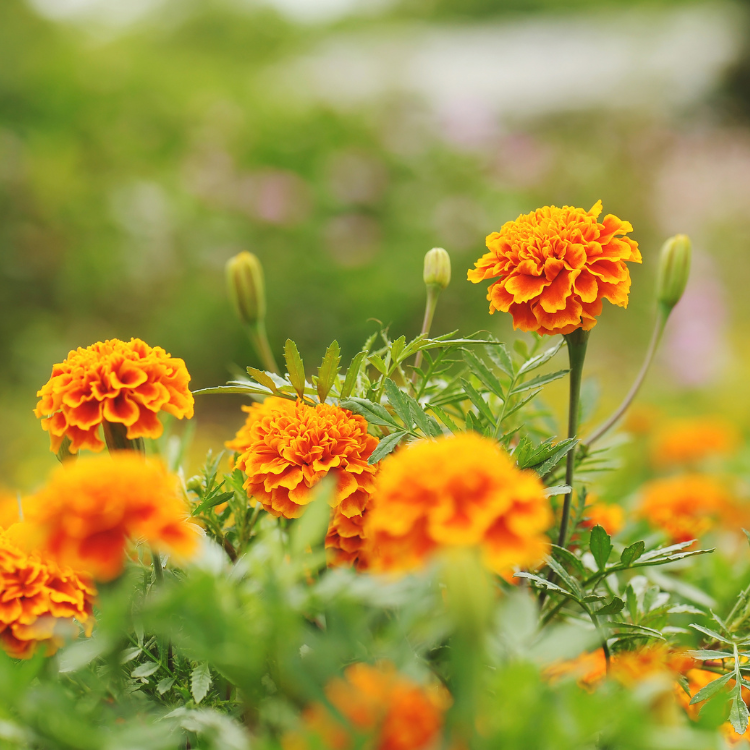 Ringelblumen Seife