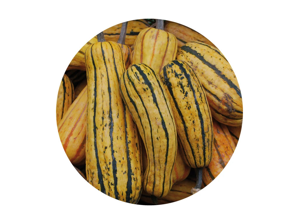 Sommerkürbis Delicata